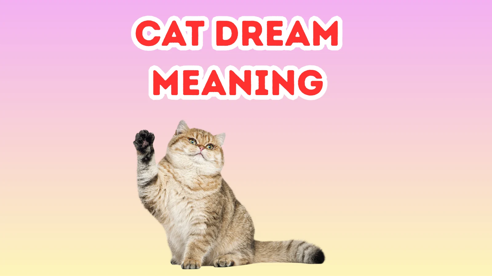 Cat Dream Meaning