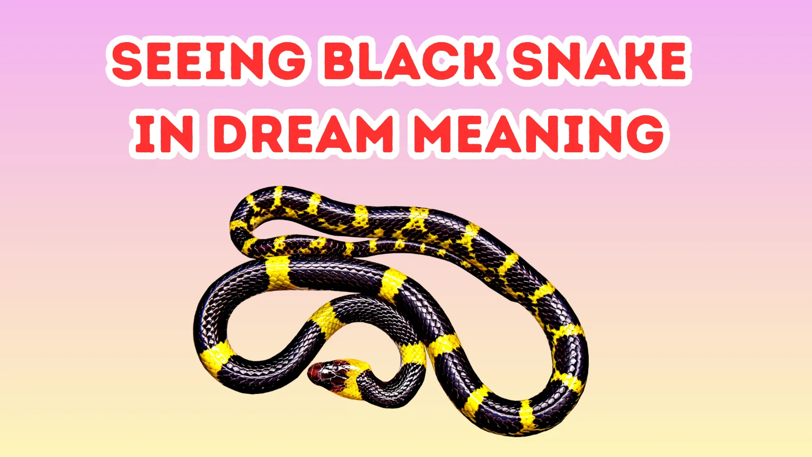 Seeing Black Snake In Dream Meaning