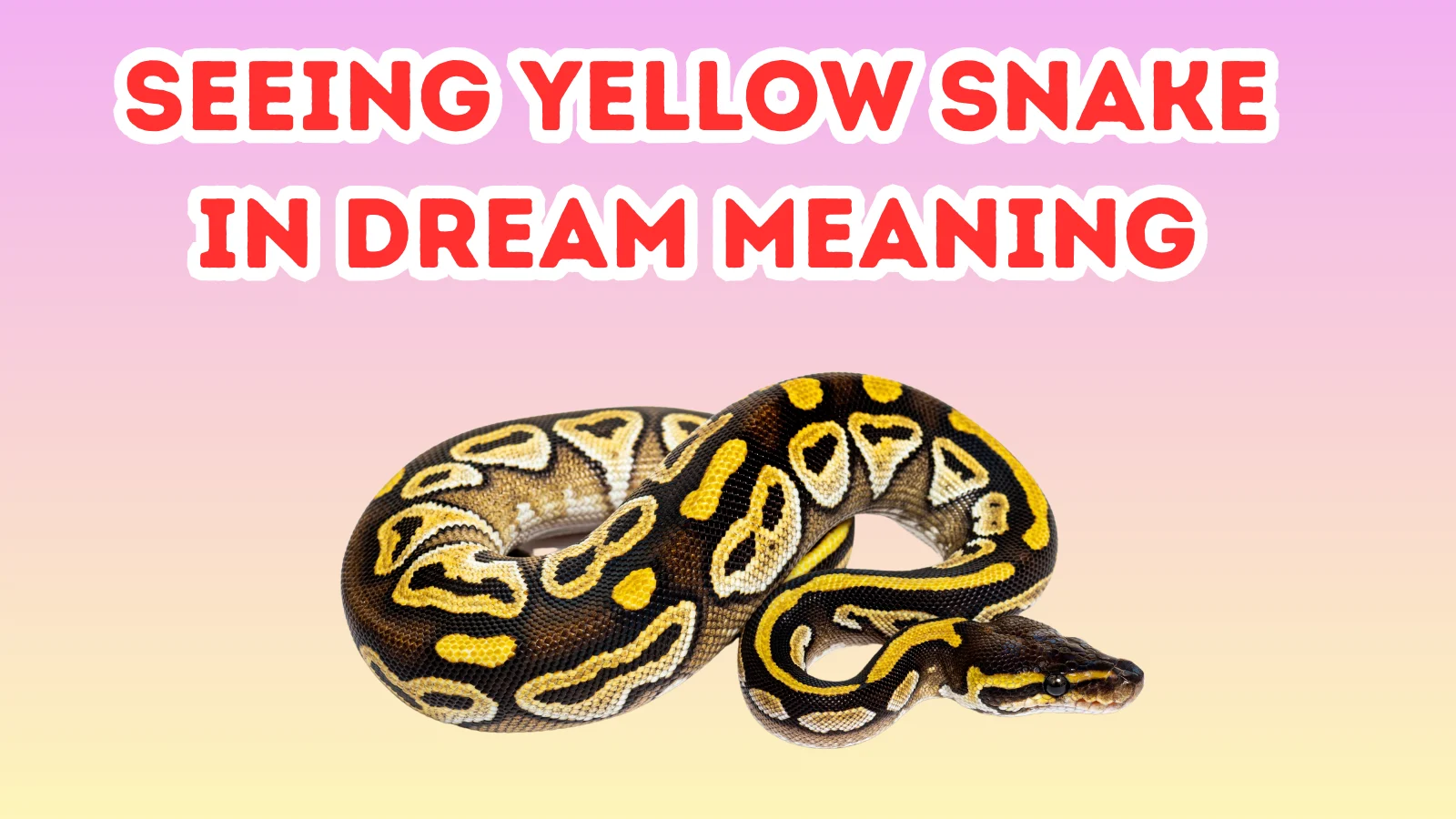 Seeing Yellow Snake In Dream Meaning