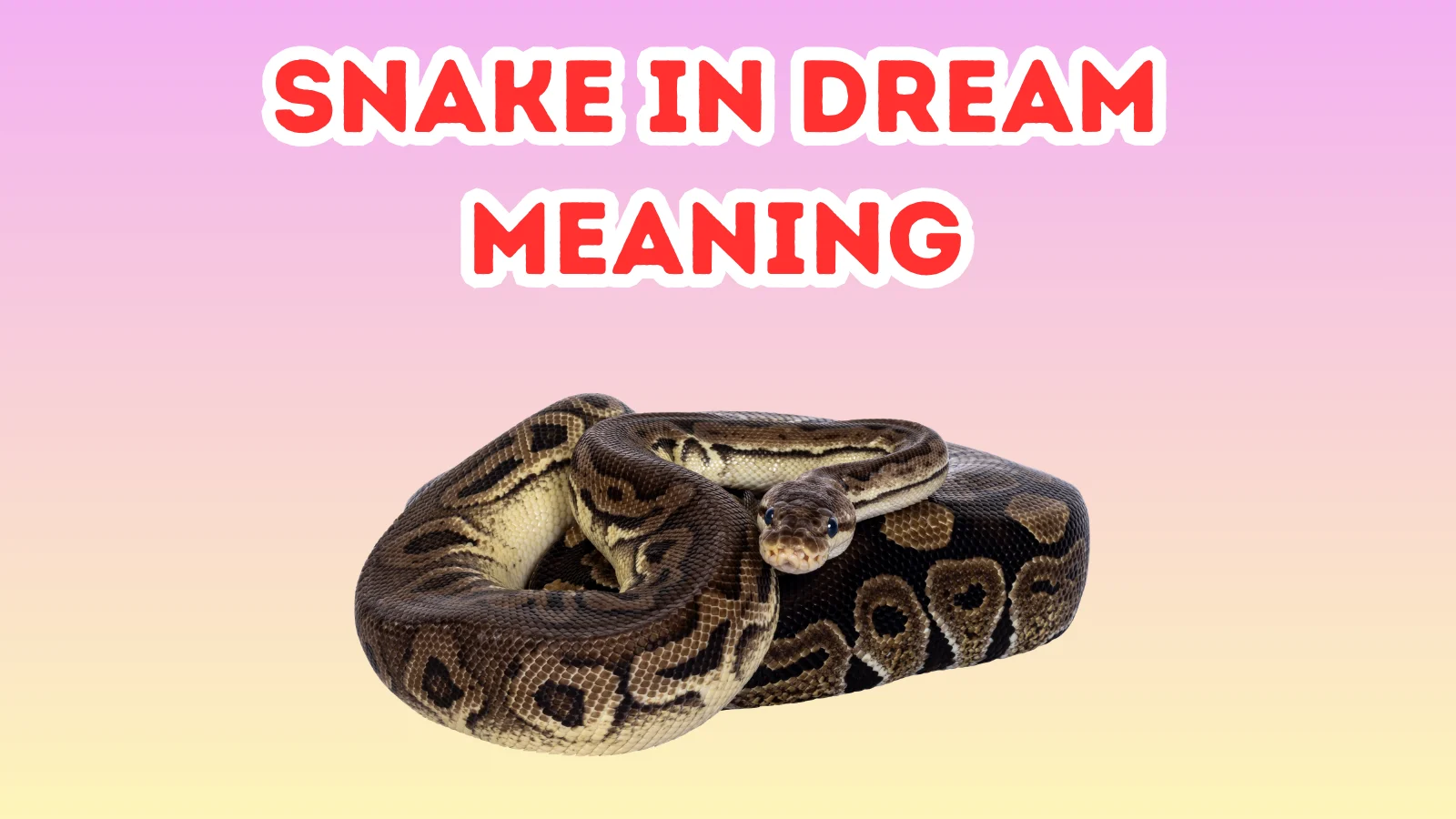 Snake In Dream Meaning