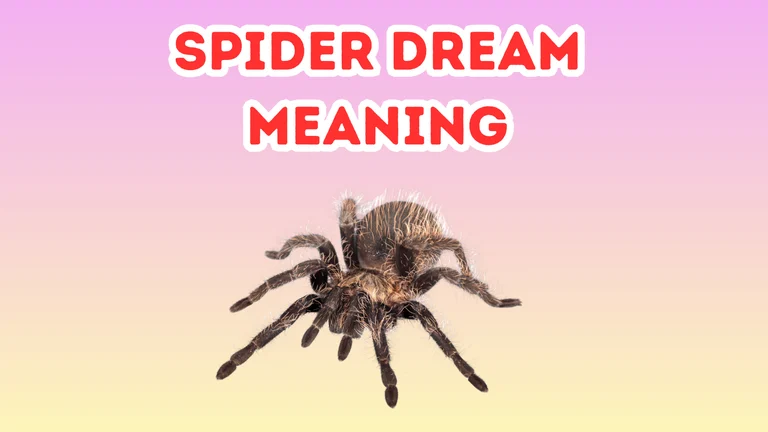 Spider Dream Meaning
