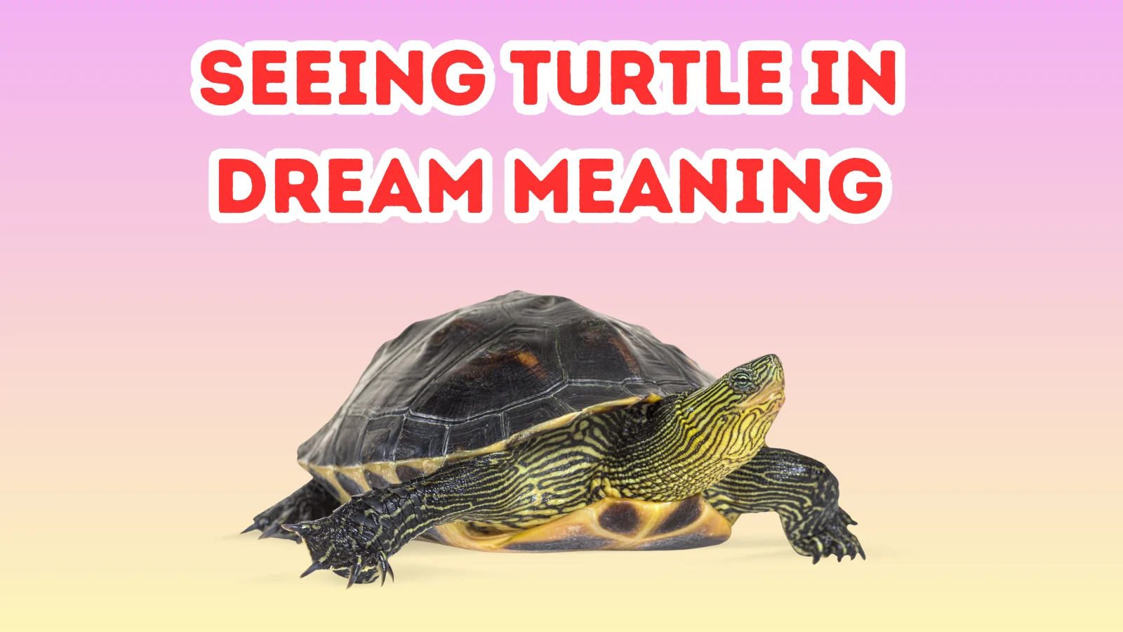 Seeing Turtle in Dream Meaning